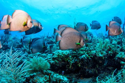 Barrier Reef Belize Fische