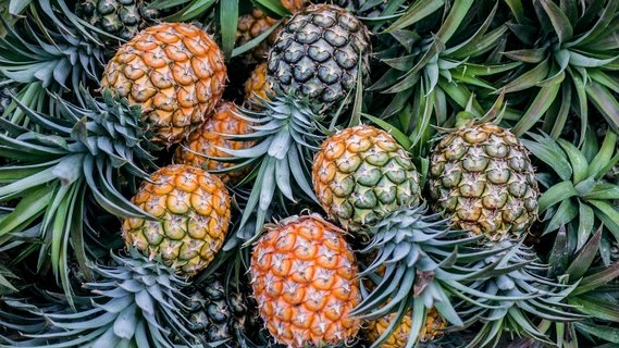 panama gruppenreise - Ananas