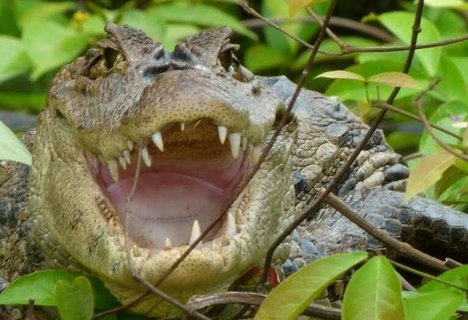 Kaiman Kleingruppenreise Costa Rica