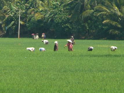 Südindien Rundreise - Bauern im Reisfeld