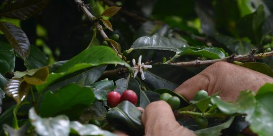 Zwei Kaffeebohnen an einem Kaffeestrauch