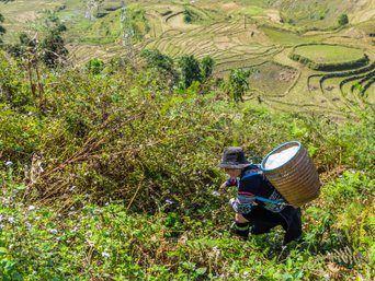 Sapa Wandern mit Indigener Frau
