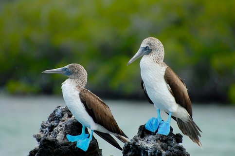 Blue Footed Boobies - Galapagos - Ecuador
