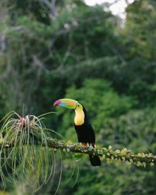 Fischertukan auf einem schönen Ast