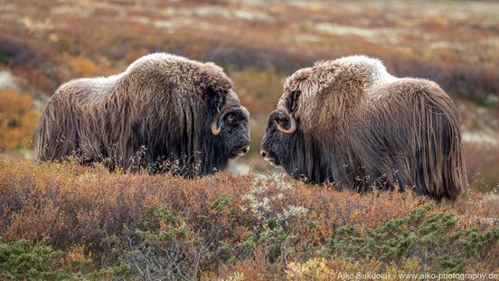 Zwei Moschusochsen stehen sich gegenüber