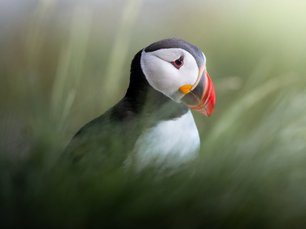 Papageitaucher im Gras