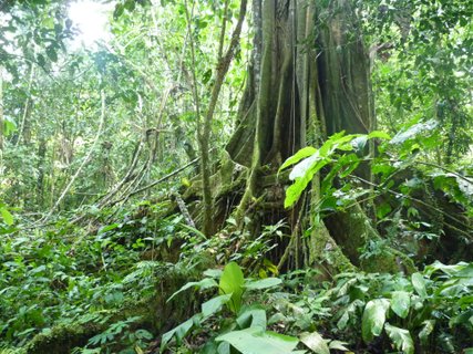 Ecuador Gruppenreise - Grüne Blätter im Wald