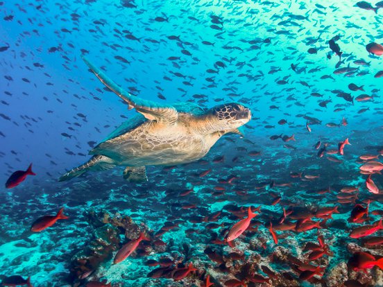 Unterwasseraufnahme von Meeresschildkröte mit Fischen