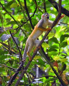 Klammeraffe klettert an Ast nach oben