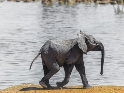 Tiere in Namibia: Babyelefant läuft am Wasser entlang