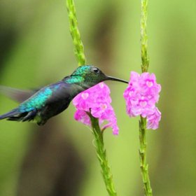 Fliegender Kolibri an einer Blume
