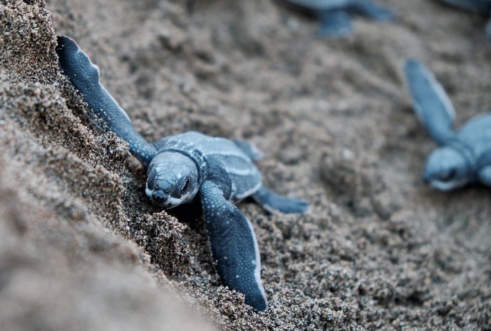 Babyschildkröte auf dem Weg ins Meer