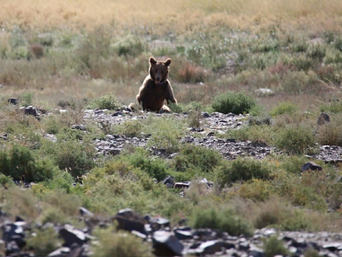 Gobi Bär Mongolei Mazaalei im Gras 