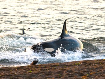 Orca am Strand jagt Seelöwen auf der Halbinsel Valdés