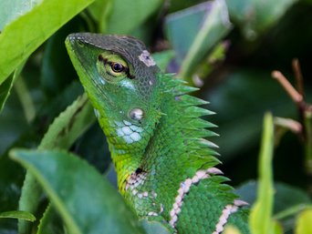 grüner Leguan in der Natur Sri Lankas im Gras