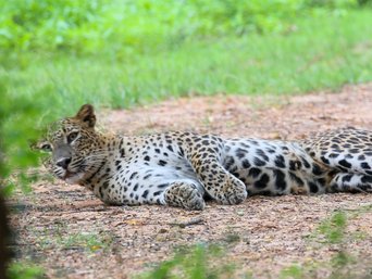 Leopard