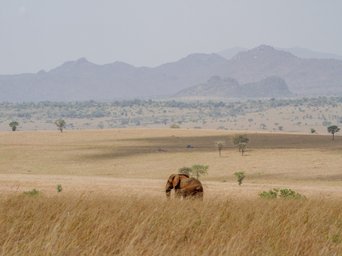 Ein Elefant läuft über eine weite Grasebene im Kidepo-Valley Nationalpark