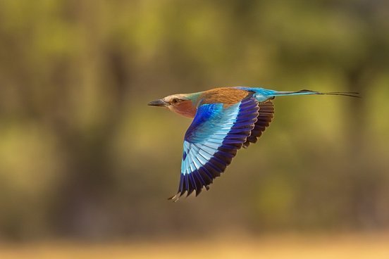 Gabelracke zeigt blaue Flügelunterseite im Flug