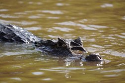 Ein Kaiman schwimmt im braunen Wasser