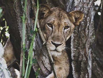 Löwin in einem Baum in Uganda