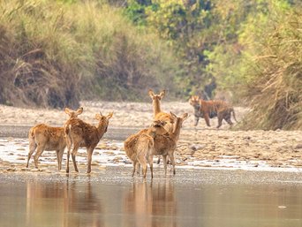 Tiger beobachtet Tiefland-Barasingha