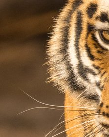 Blick eines majestätischen Tigers direkt in die Kamera