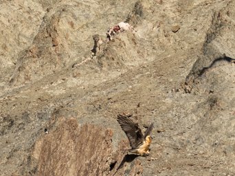 Bartgeier klaut Riss von Schneeleopard