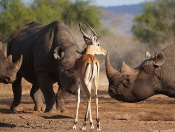 Eine Gazelle inmitten von mehreren Nashörnern.