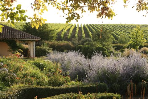 Patagonien Reise - Weinberge im Casablanca Tal