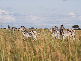 Zebraherde Makgadikgadi-Pans Nationalpark