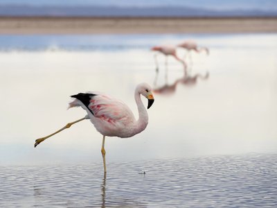 Andenflamingo am Salzsee
