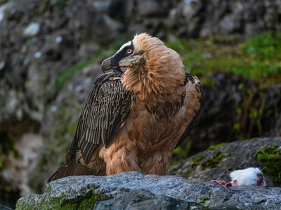 Ein majestätischer Bartgeier sitzt auf Fels