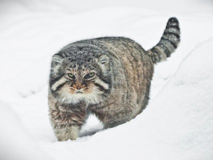 Katze läuft durch schnee 