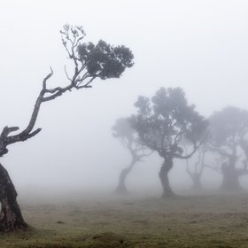 Mystische Stimmung bei Nebel