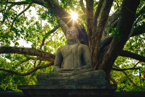 Privatreise Sri Lanka - Statue von Buddha im Schatten eines Baumes