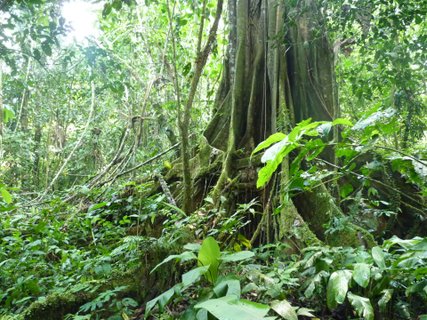 Ecuador Gruppenreise - Grüne Blätter im Wald