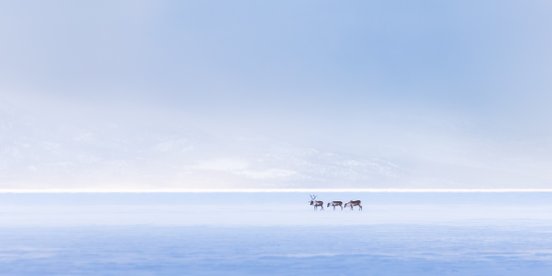 Rentiere in einer verschneiten Landschaft