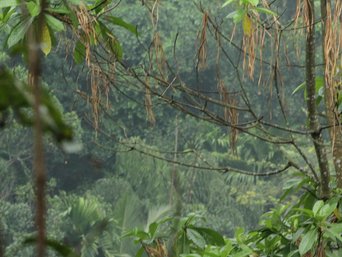 Dichtes Blattwerk im Dschungel Sri Lankas