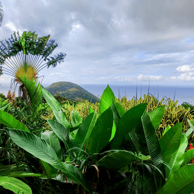 Guadeloupe & Dominica Feedback Bild