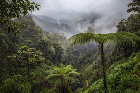 Costa Rica 21 Tage - Nebelverhangener Regenwald