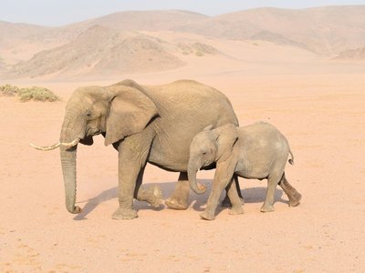 Wüstenelefant mit Baby in Damaraland - Namibia Highlights