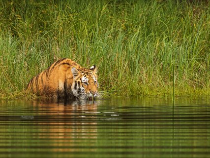 ???????????????????????????????????????????????????????????? Siberian tiger (Panthera tigris tigris) drinks from the lake