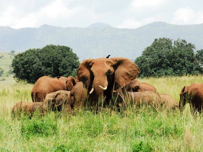Uganda Reisen - Elefantenherde