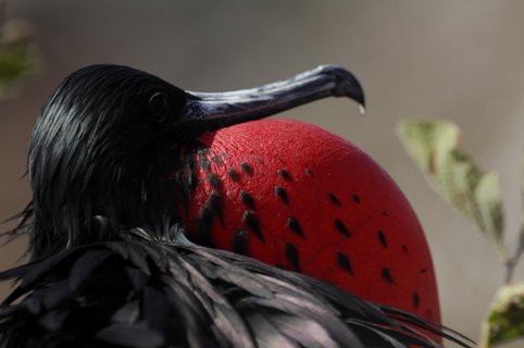 Ecuador Gruppenreise - Vogel mit roter Brust