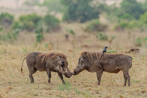 Zwei Warzenscheine kämpfen, ein Warzenschwein trägt einen Vogel auf dem Rücken