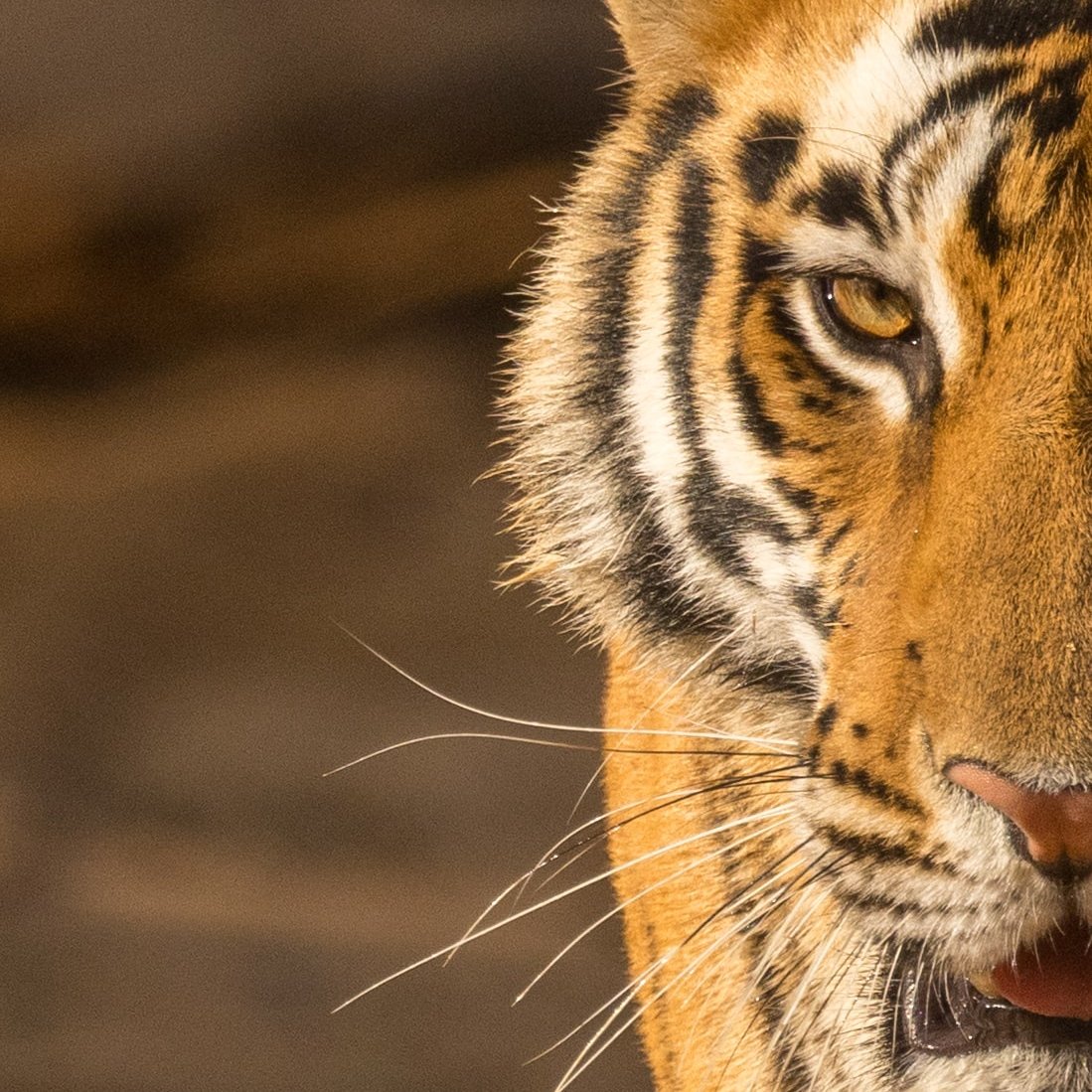 Blick eines majestätischen Tigers direkt in die Kamera