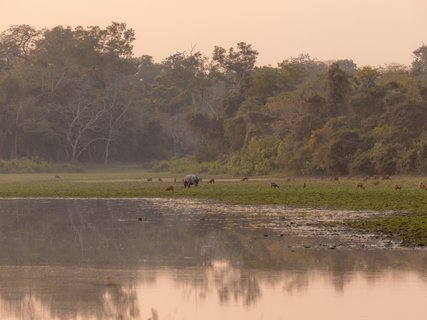 Kaziranga Landschaft
