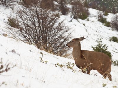 Andenhirsch im Schnee