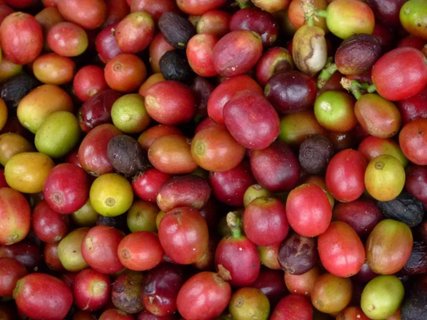 Osa Halbinsel - Kaffeebohnen