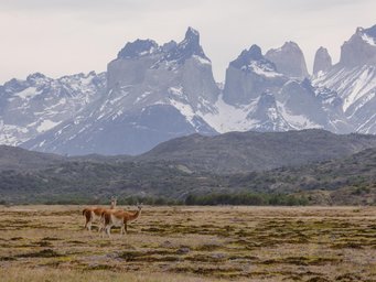 guanacos aus ebene vor bergkulisse